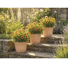 Tre krukväxter med blomsterkorgar på stentrappor i en trädgård.