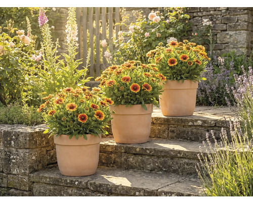 Tre krukväxter med blomsterkorgar på stentrappor i en trädgård.