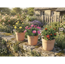 Trädgårdsmiljö med prästkragar i terrakottakrukor på en stenmur