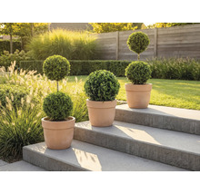 Tre formklippta träd i terrakottakrukor på en stentrappa i trädgården.