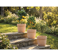 Tre växter i krukor på stentrappor i trädgården: citronträd, mandarinträd och rosmarin.