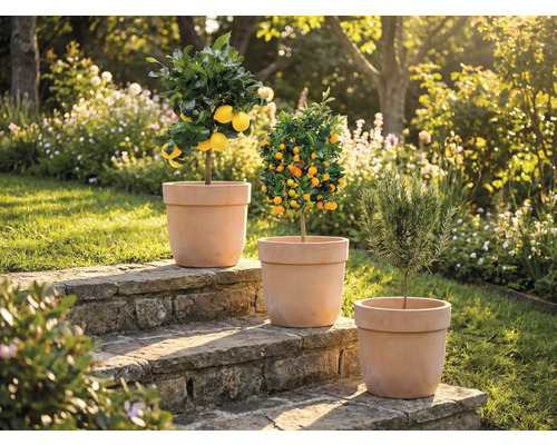 Tre växter i krukor på stentrappor i trädgården: citronträd, mandarinträd och rosmarin.