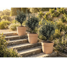 Tre olivträd i krukor på stentrappor utomhus.