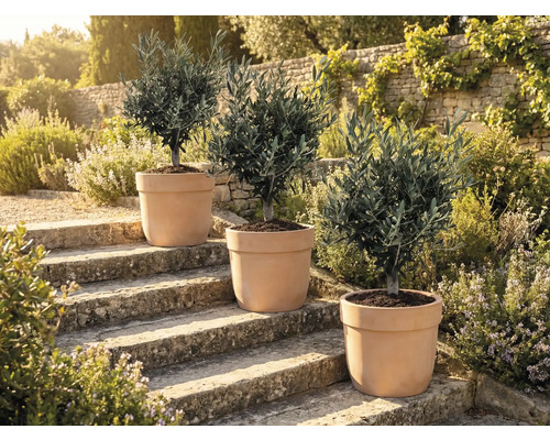 Tre olivträd i krukor på stentrappor utomhus.