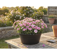 Nejlikor i en kruka på ett träbord i trädgården.