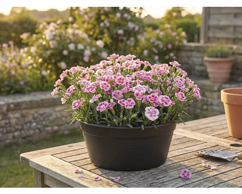 Nejlikor i en kruka på ett träbord i trädgården.