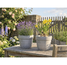 Lavendel och påskliljor i krukor på ett trädgårdsbord