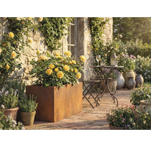 Terrassscen med gula rosor i metallplanteringskärl, metallbord och stol