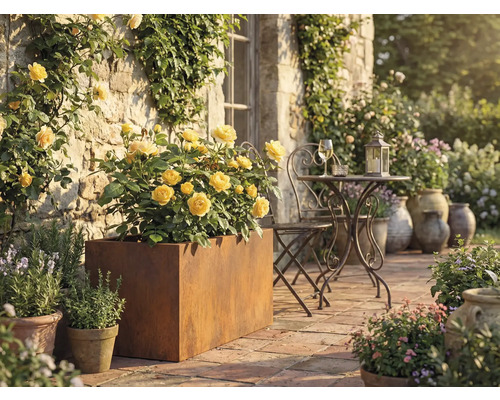 Terrassscen med gula rosor i metallplanteringskärl, metallbord och stol