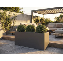 Utomhusbild av en rektangulär, mörk planteringslåda med tre sfäriska växter på en stenlagd terrass