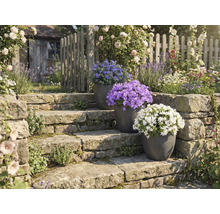 Trädgårdsanläggning med stentrappa och blommande krukväxter