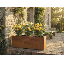 Avlång metallplanteringslåda med gula rosor i trädgården