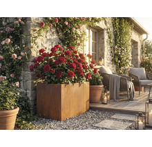 Dekorativ trädgård med rosor i krukor och sittplatser