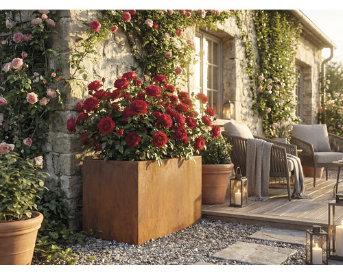 Dekorativ trädgård med rosor i krukor och sittplatser