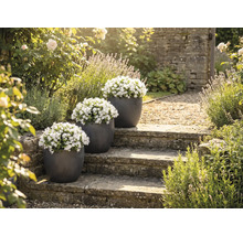 Tre blomkrukor med vita blåklockor på en stentrappa i en trädgård.