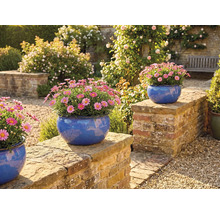 Trädgårdsscen med prästkragar i blå planteringskärl på en mur