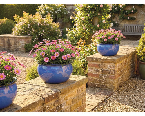 Trädgårdsscen med prästkragar i blå planteringskärl på en mur