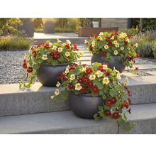 Tre krukor med blomsterkrasse på en trappa av sten i trädgården.