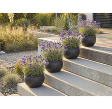 Dekorativa lavendelväxter i krukor på en trappa utomhus