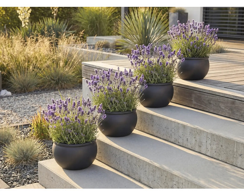 Dekorativa lavendelväxter i krukor på en trappa utomhus