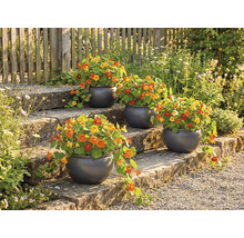 Blomstertrappa med planterade runda krukor och indiankrasse