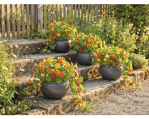 Blomstertrappa med planterade runda krukor och indiankrasse