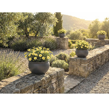 Trädgårdsvy med stenmur och flera runda blomkrukor med gula prästkragar