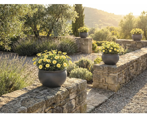 Trädgårdsvy med stenmur och flera runda blomkrukor med gula prästkragar