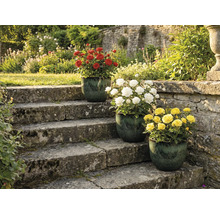 Tre rosenbuskar med röda, vita och gula blommor i krukor på en stentrappa i en trädgård.