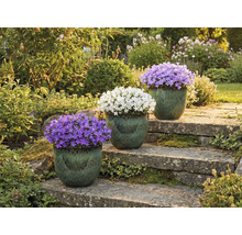 Tre klockblommor i krukor på en stentrappa i en trädgård.