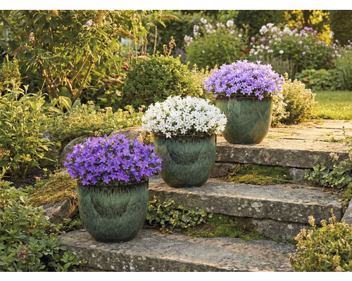 Tre klockblommor i krukor på en stentrappa i en trädgård.