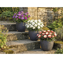 Tre rosor i krukor på en stentrappa