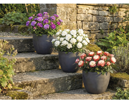 Tre rosor i krukor på en stentrappa