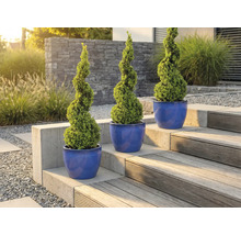 Tre spiralformade buxbom i planteringskärl på en trädgårdstrappa.