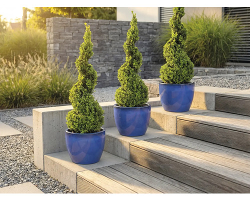 Tre spiralformade buxbom i planteringskärl på en trädgårdstrappa.