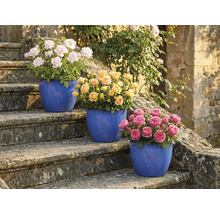 Tre rosenbuskar i krukor på en stentrappa med rosa, gula och rosa blommor.