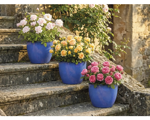 Tre rosenbuskar i krukor på en stentrappa med rosa, gula och rosa blommor.