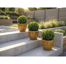 Tre runda buxbomsträd i krukor på en trädgårdstrappa