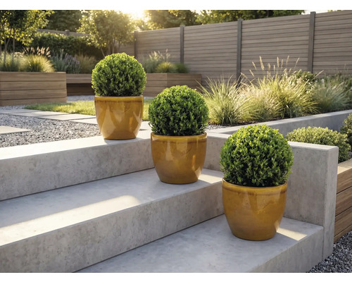 Tre runda buxbomsträd i krukor på en trädgårdstrappa