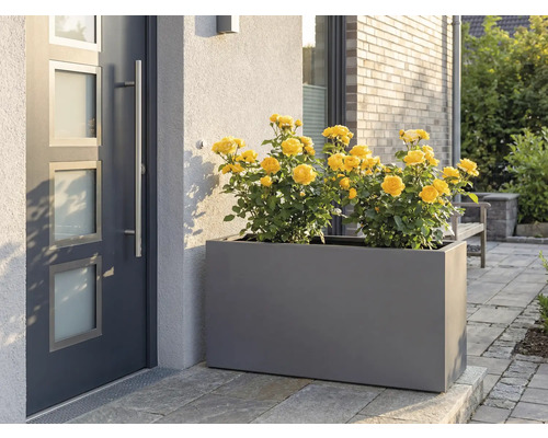 Grå planteringslåda med gula rosor framför ytterdörren