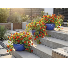 Tre blå blomkrukor med blomsterkrasse på en trädgårdstrappa