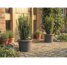 Trädgård med växter i krukor framför huset