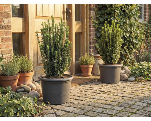 Trädgård med växter i krukor framför huset