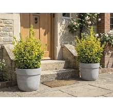 Dekorativa växter i blomkrukor framför en ytterdörr.