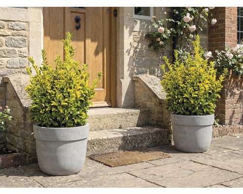 Dekorativa växter i blomkrukor framför en ytterdörr.