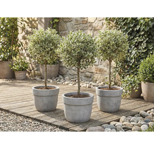 Tre ligusterträd i kruka på en träterrass