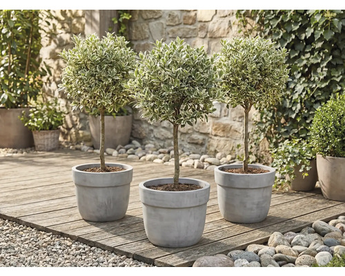 Tre ligusterträd i kruka på en träterrass