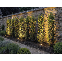 Trädgård med stenmur, växter och utomhusbelysning