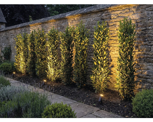 Trädgård med stenmur, växter och utomhusbelysning