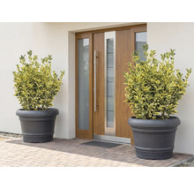 Scen med två växter i krukor framför en ytterdörr.